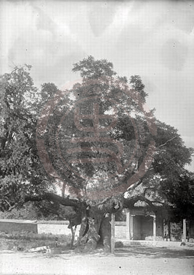 1907年6月17日-25日，泰安府，唐代古树。