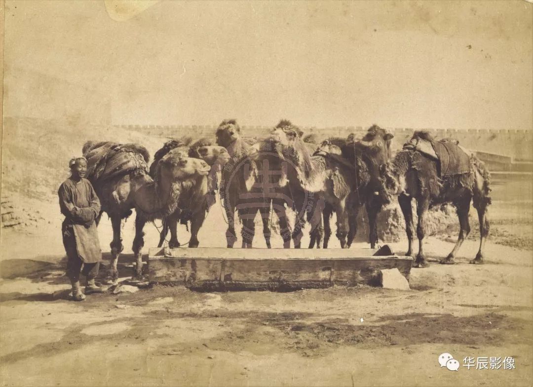 华辰影像2018秋拍  山本赞七郎  饮水的驼队  蛋白照片